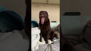 Luggy silent bark and yawn 🐶💜