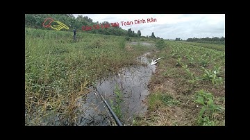 Câu cá lóc ao lâu năm dính toàn rắn