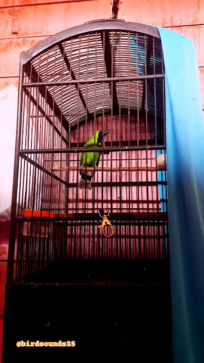 suara burung cucak hijau