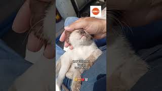 cat catcare catlovers 754