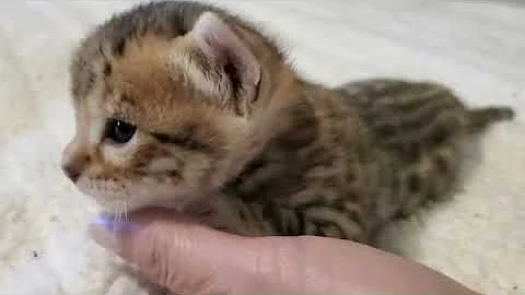 Watch the video about 💕Aiden, our little miracle bengal kitten is 24 days old already!😺🐾