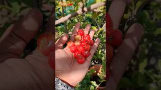 Cherry for Hot Climate| Barbados Cherry #shortsvideo #short #shorts #cherry