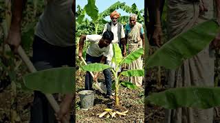 Banana Farming Secret 😱🌱 | Village Farming Hack