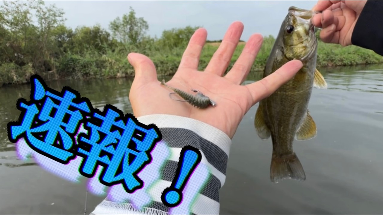 本日、８月２３日の小貝川【スモールマウスバス】