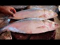 HILSA FISH CUTTING LIVE IN FISH MARKET. ILISH FISH CUTTING SKILLS