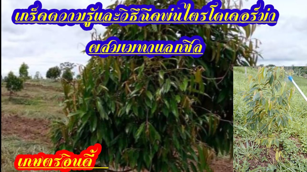 วิธีฉีดไตรโคเดอร์ม่าผสมกับเมทาแลกซิล ควรฉีดพ้นอย่างไรพร้อมเกร็ดความรู้