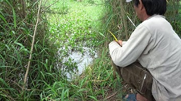 Làm ổ câu cá rô mà lên toàn CÁ TRÊ KHỦNG/Đạt Đen Fishing