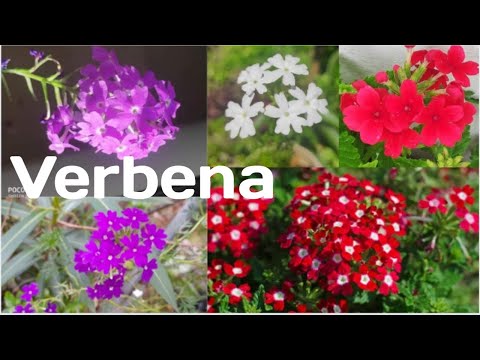 Video: Ano Ang Trailing Verbena – Trailing Verbena Plant Care At Info