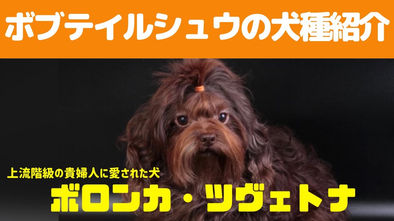 この犬どんな犬?「ボロンカ・ツヴェトナ」 YouTube