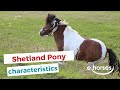 Shetland Pony I characteristics, origin & disciplines