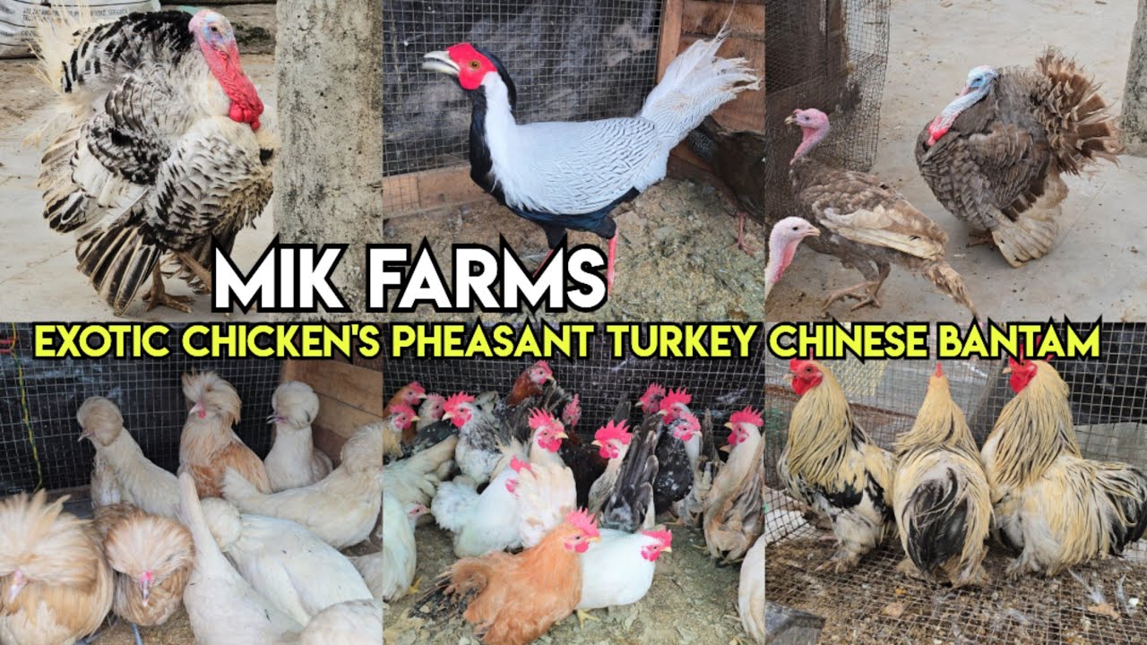 Mik farm's Hyderabad | exotic chicken's available in Hyderabad | pheasant turkey Chinese bantam 🐔 🐥