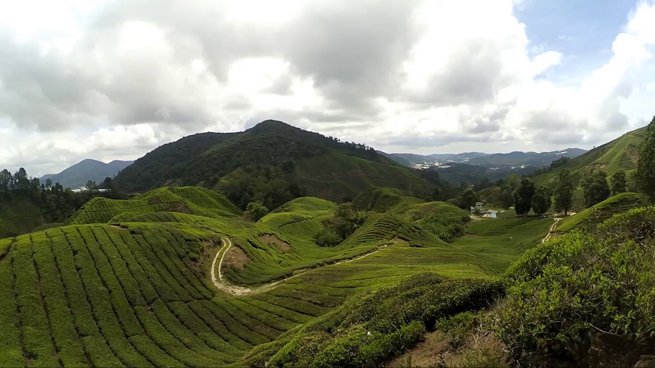 Thee plantage in Cameron Highlands