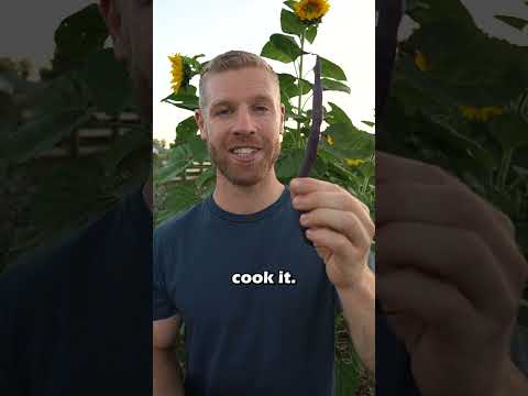 Wideo: Bush Bean Odmiany – Uprawa królewskiej fioletowej fasoli strąkowej w ogrodzie