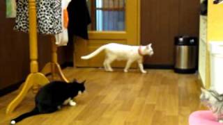 20091005_猫カフェ(にゃんころ)その1