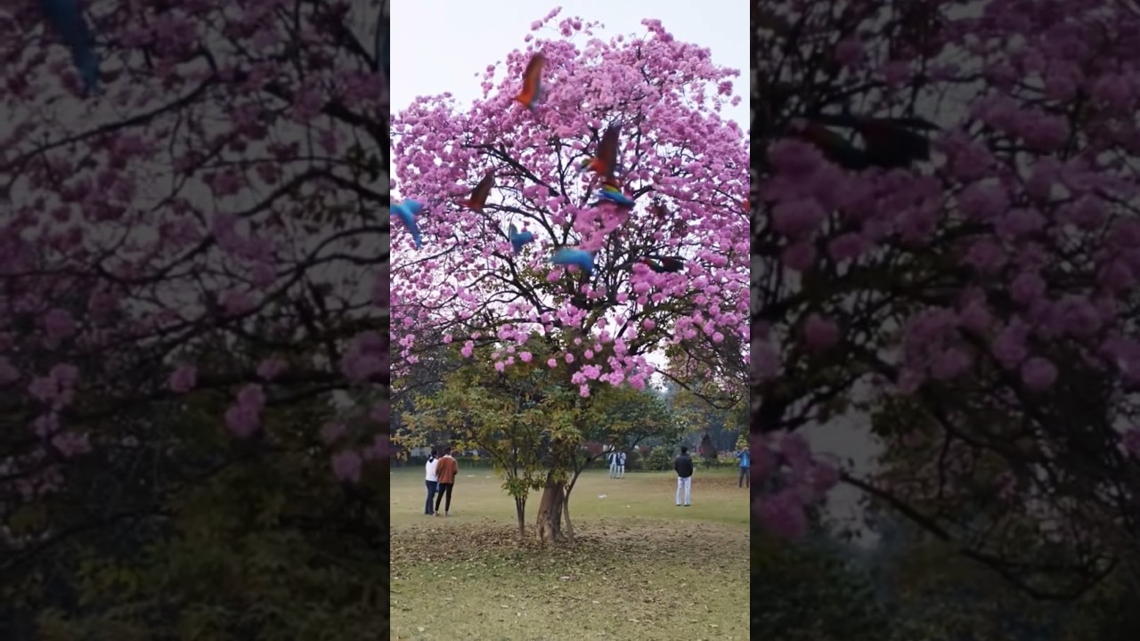 You Won’t Miss This Pink Tree at AMU 🩷 