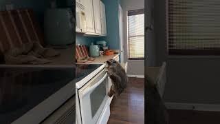 Pet Raccoon Climbs Onto Counter