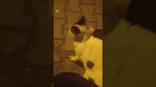 Pamuğu Sevmekten Bunalttık