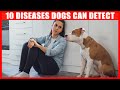 10 Illnesses Dogs Can Detect (Cancer, Migraine, Diabetes, etc)