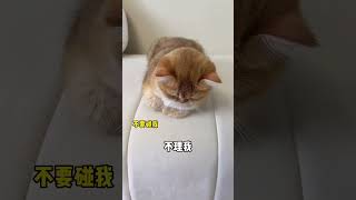 【牛奶是只猫】完了！我家猫竟然秃了😭