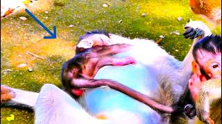 OMG! Adorable Newborn Baby Monkeys You Can’t Resist 😍🐵