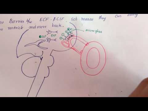 Video: Verschil Tussen Blood Brain Barrier En Blood CSF Barrier