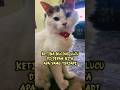 Wow Selalu Bikin Gemes #shorts #viral #short #cat