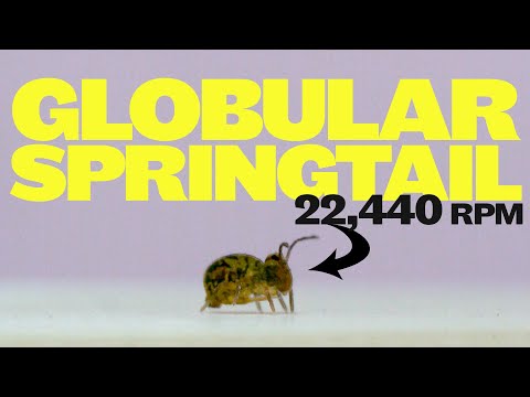 Globular springtails jump and spin faster than any animal on earth?!