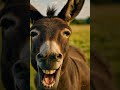 حمار يضحك