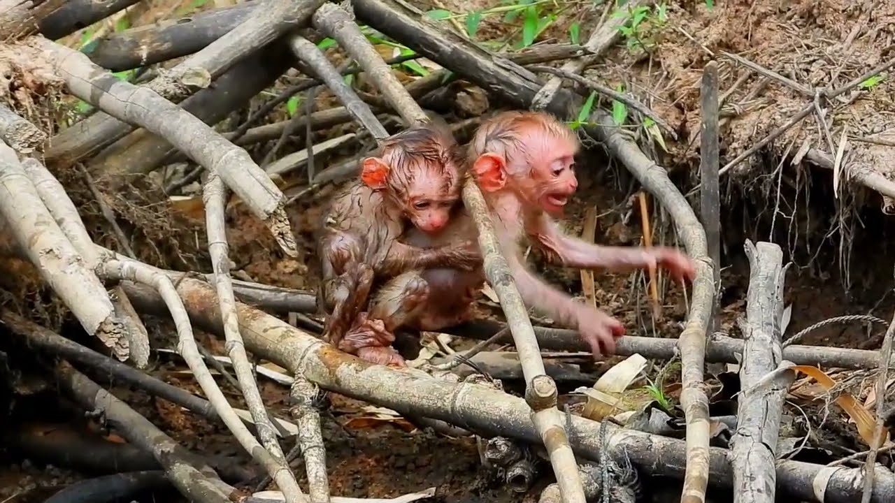 The three poor monkeys helped their little brother cross the water through the tree roots.