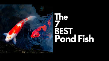 The 7 Best Pond Fish 🐟