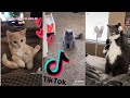 Cute Funny &amp; Sassy Cats 🐱 Cats of TikTok Compilation [2021]