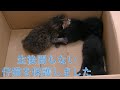【保護猫】出産直後の仔猫を保護しました。まず、低体温にならないようにとにかく暖めます。動画の最初の１分は告知をさせていただいています。本編は1：15～始まります。#102