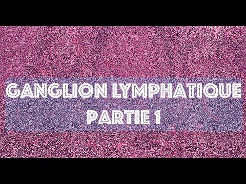 LE GANGLION LYMPHATIQUE (partie 1) - HISTOLOGIE