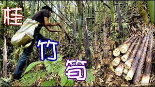 如何採桂竹筍 How to pick osmanthus bamboo shoots/瑀爸YingziJin_110#113