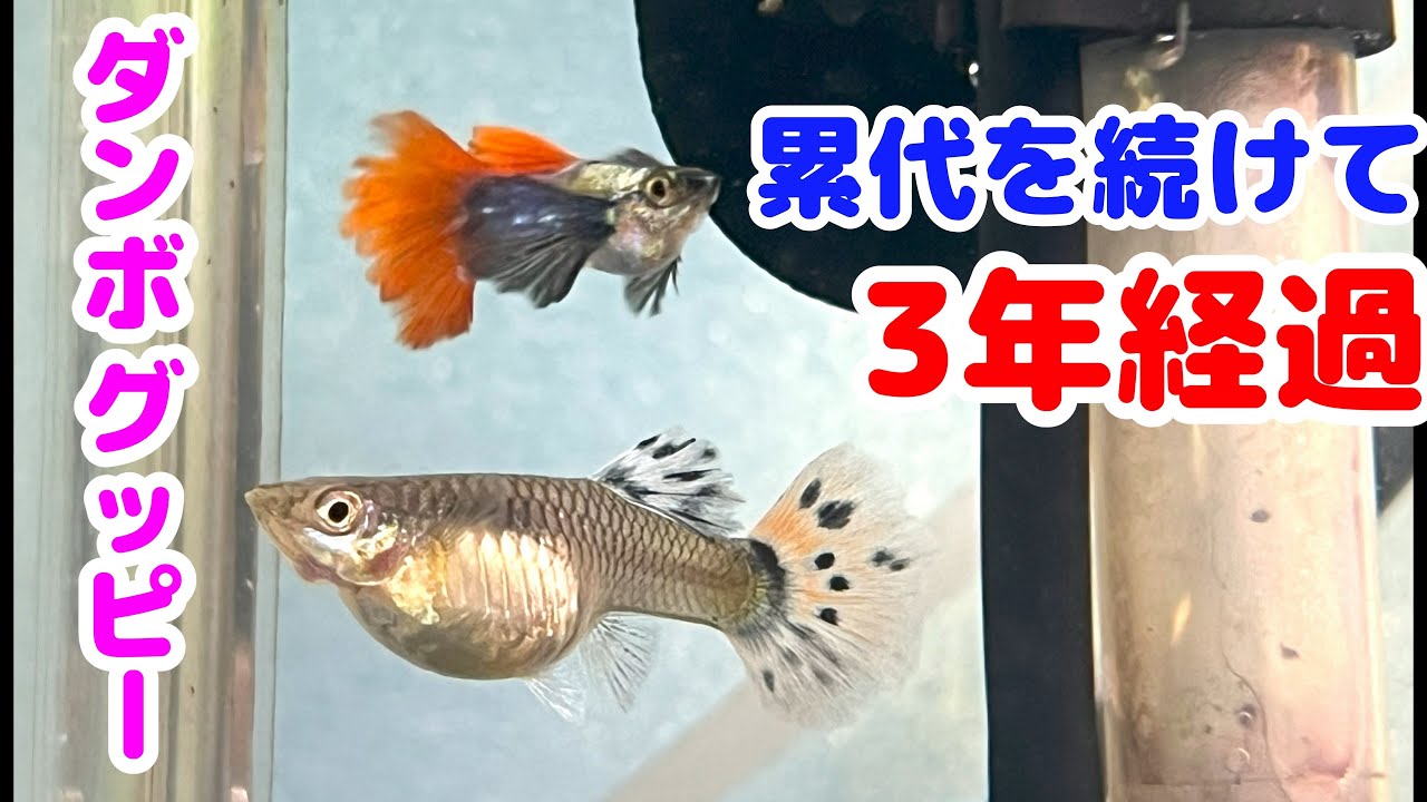 ダンボグッピー】累代続けてついに3年経過! どこまでいけるのか ダンボグッピー】累代続けてついに3年経過! どこまでいけるのか