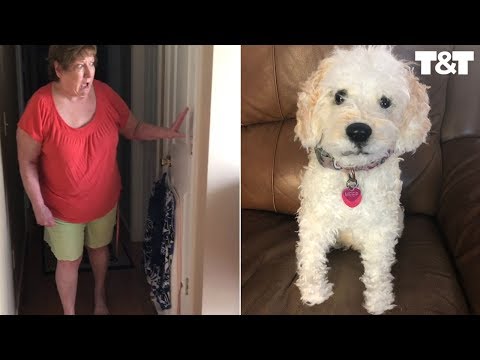 Daughter Surprises Mom With Lookalike Plush Of Beloved Pet Dog