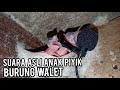 Rekam Suara Asli Piyik Anak Burung Walet Mp3 - Mp4 Download