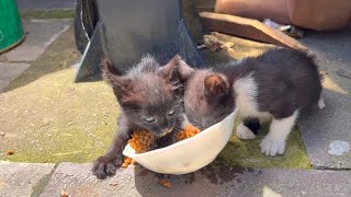 Orphaned very hungry kittens do not want to share their food with their siblings