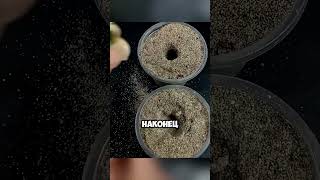 Как катайцы выращивают розы?✅ #дача #сад #shorts