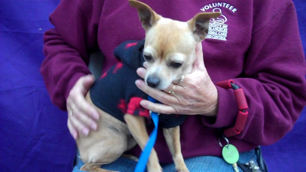 dog adoption mauritius A5019585 LaLah | Chihuahua Mix