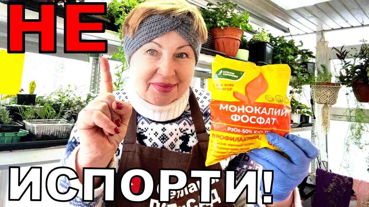 Это удобрение должно быть у всех. Только на рассаде применяйте правильно