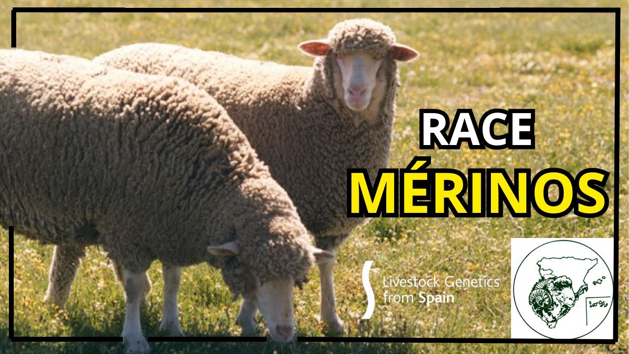 Le Race Mérino - Livestock Genetics Form Spain