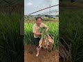 The Secret Method Of Ginger Cultivation In China