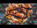 Seru! Mancing Lele di Parit Kecil, Dapat Gurame & Ikan Mas