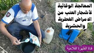 علاج مشاكل الفطريات في شجر العنب؟ يتطلب التدخل السريع بالمبيدات المناسة .#قناة_الظهرة_الفلاحية .