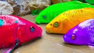 Stop Motion ASMR - Cute colorful koi fish Cute golden crocodile 4K Primitive Cooking