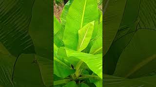 Jay. adivasi ----♡♡♡.......#adivasi