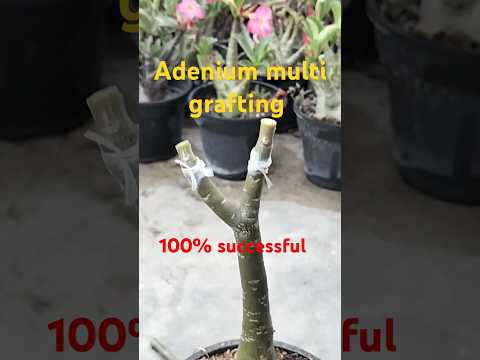 Adenium grafting process.
