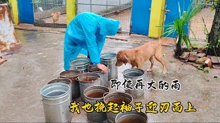 我在大雨之中挽起袖子迎刃而上。照顾狗狗的每一天。