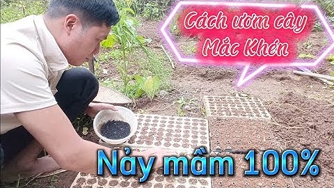 Ươm thử nghiệm hạt Mắc Khén Tây Bắc. @anhnongdanhvn2938